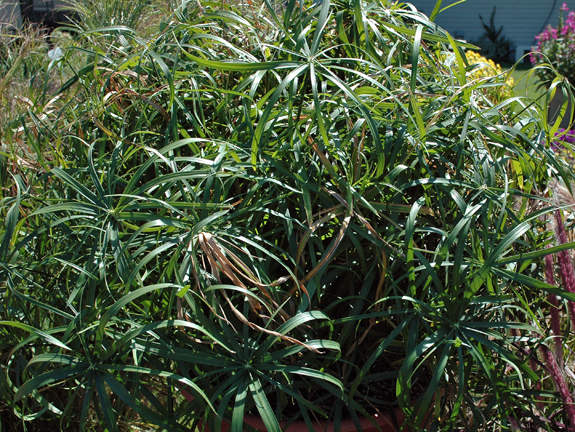 Cyperus involucratus Baby Tut 02.JPG